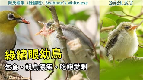 綠繡眼幼鳥一直叫|【自然谷之星】牠的叫聲不陌生 城市三俠之一綠繡眼